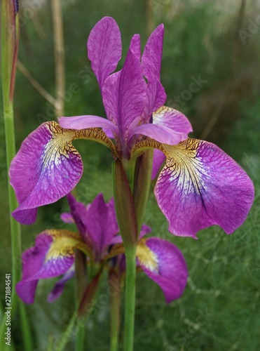Iris sibirica Sparkling Rose