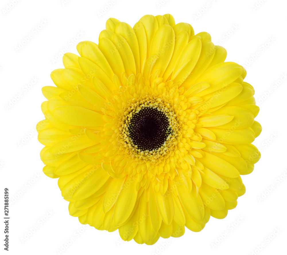 Gerbera flower of yellow color isolated on white background. Gerbera flower of yellow color isolated on white background.