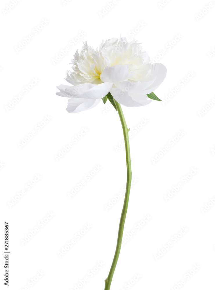 White peony isolated on white background. White peony isolated on white background.
