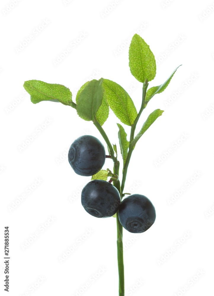 Ripe wild forest Bilberries ( European blueberry) on branch with green leaves isolated on white background. Ripe wild forest Bilberries ( European blueberry) on branch with green leaves isolated on white background.
