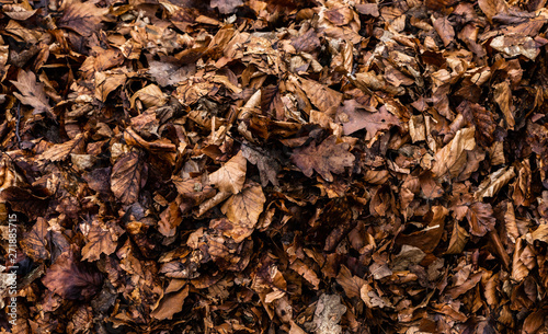 Pile of leaves