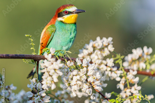colorful bird sitting among acacia flowers