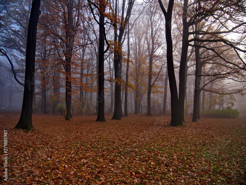 Foggy morning in the forest autumn season