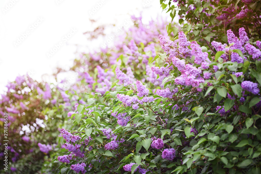 Beautiful bush blooming lilac in the summer garden Beautiful bush blooming lilac in the summer garden