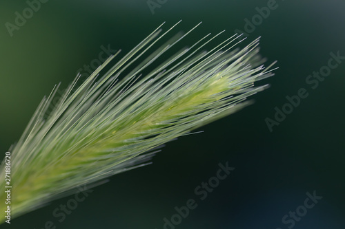 Hordeum murinum, commonly known as wall barley or false barley