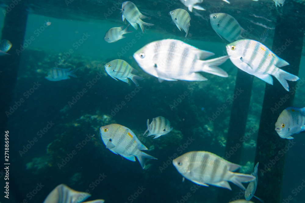 Naklejka premium sea fish near coral, underwater