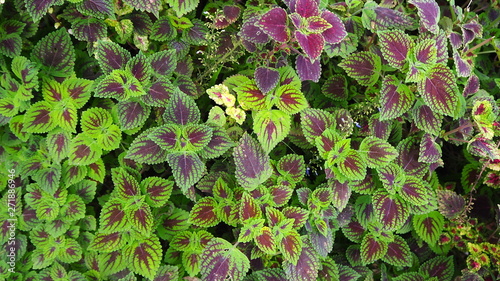 Coleus is a small shrub species With a heart-shaped leaf, oval, serrated leaves Leaves with colorful patterns Is beautiful, both purple, green, red, brown.