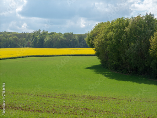 champs de colza à Villarceaux dans le Val d'Oise en France