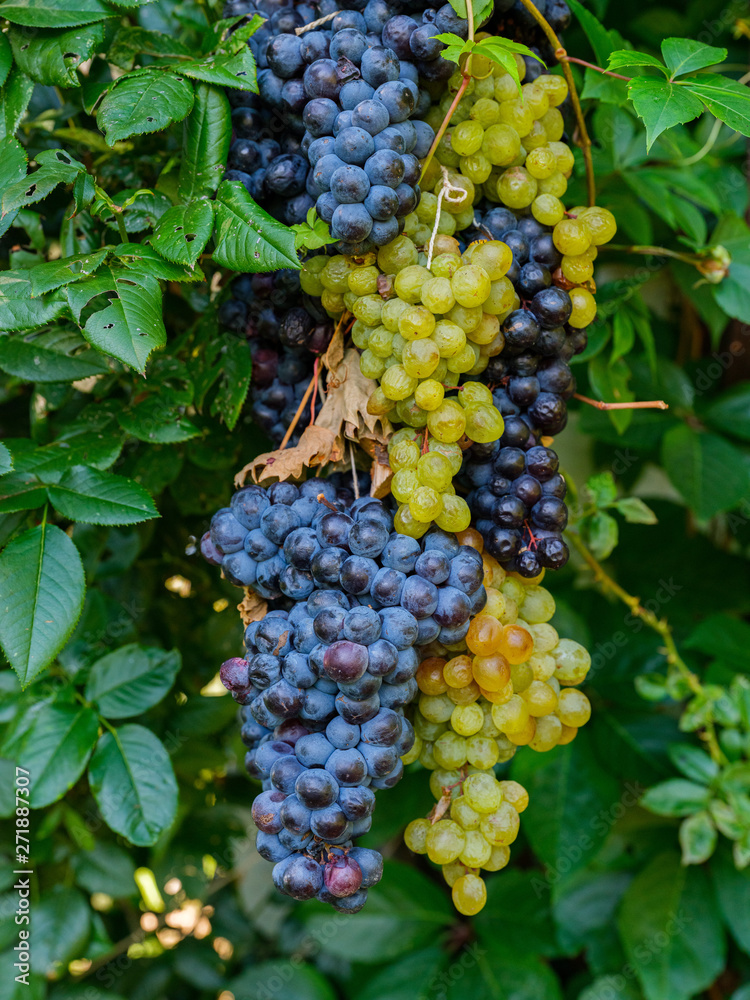 Decoration of bunches blue and white grapes