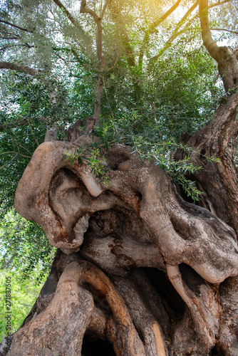 Old olive tree with massive trunk and beautiful tuxture of bark.