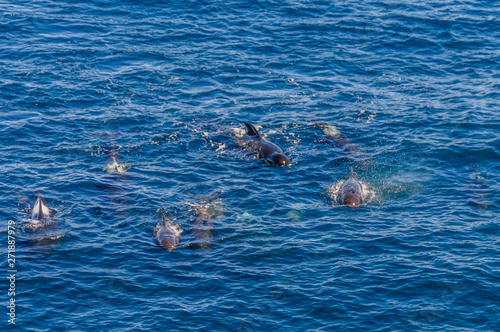 A group of Long-Finned Pilot Whales -Globicephala melas- swimming in the South Atlantic Ocean, near the Falkland Islands photo