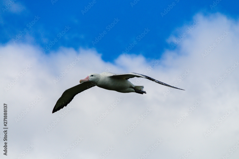 Fototapeta premium Impression of the Mighty Giant Wandering Albatross in Full Flight