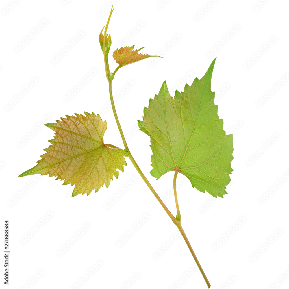 Fototapeta premium Vine and leaves isolated on white background.