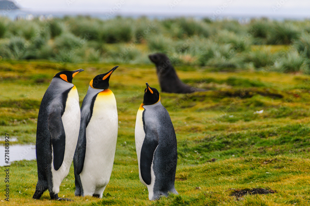 Fototapeta premium Three King Penguins -Aptenodytes patagonicus- engaging in a courtship ritual on Salisbury plains, South Georgia