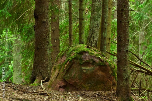 Stone in evergreen forest in nature protection area, Finland