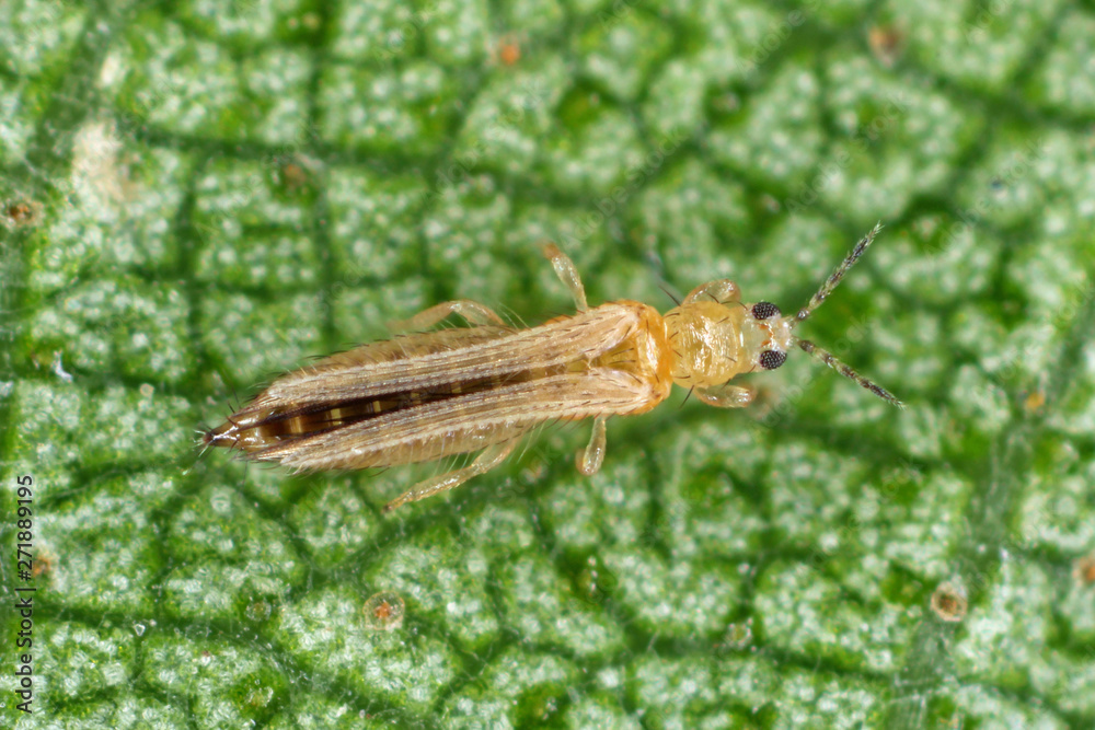 The onion, the potato, the tobacco or the cotton seedling thrips