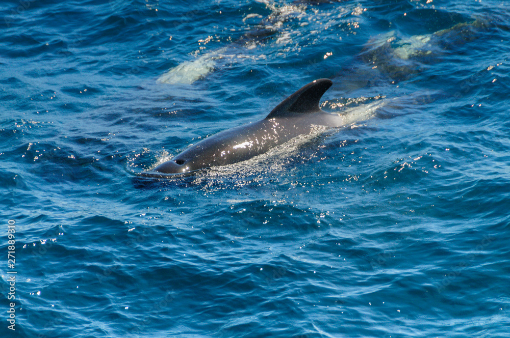 Naklejka premium A group of Long-Finned Pilot Whales -Globicephala melas- swimming in the South Atlantic Ocean, near the Falkland Islands