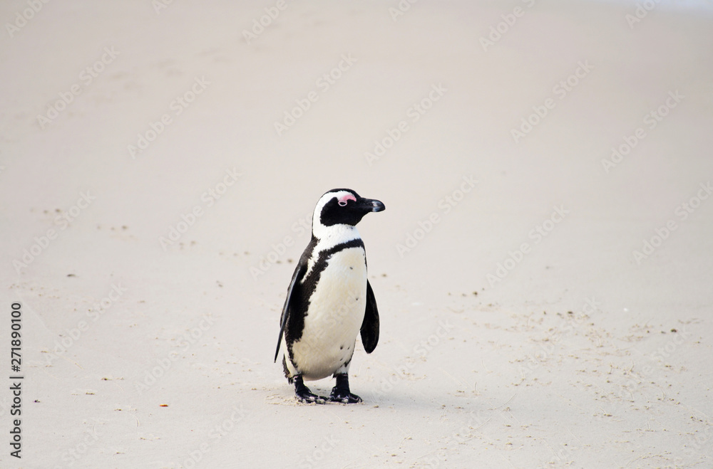 Fototapeta premium African Penguin (spheniscus demersus), Boulder beach, South Africa