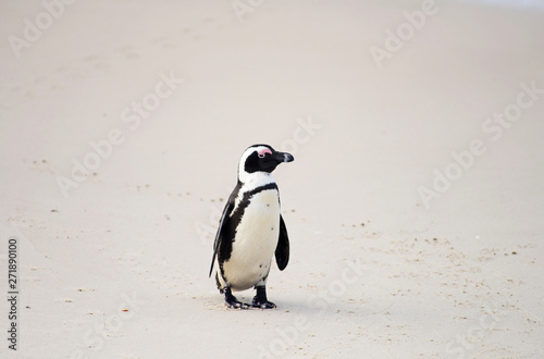 African Penguin (spheniscus demersus), Boulder beach, South Africa