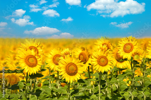 sunflower with blue sky