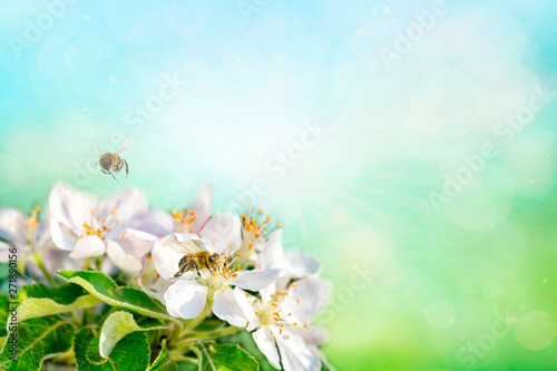 honey bee collecting pollen on white apple. Spring time background. Space for text