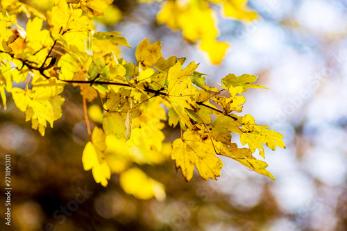 Yellow autumn leaves of maple on a tree in a forest in sunny weather_