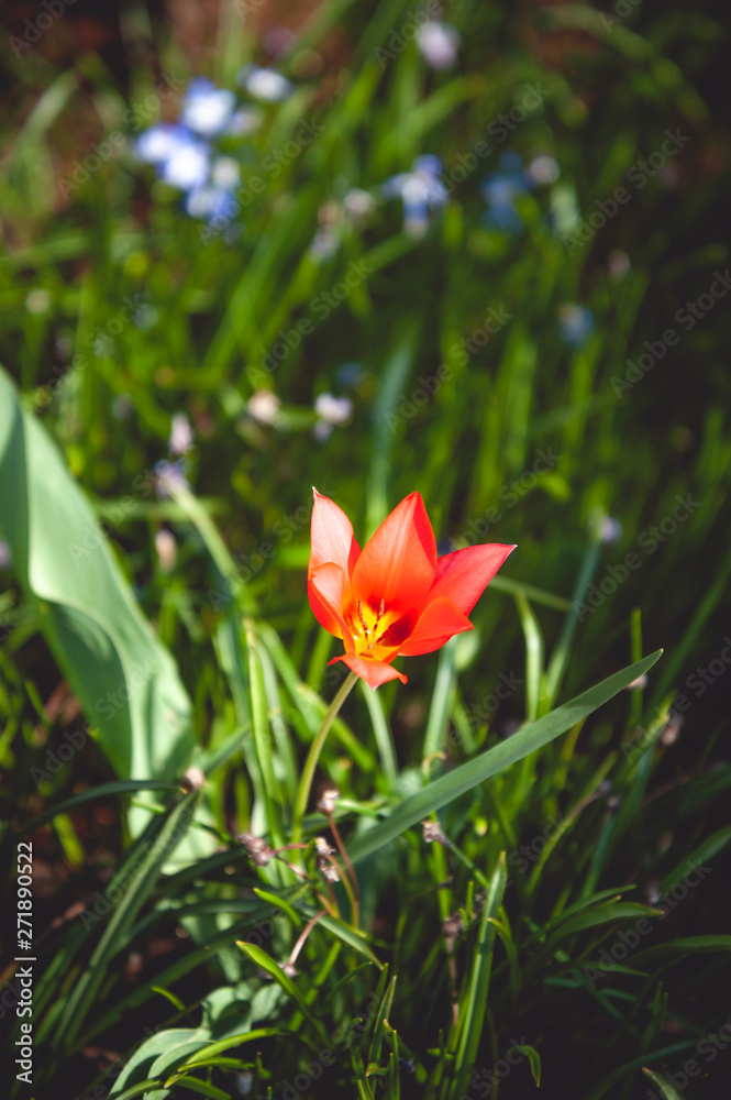 Fototapeta premium Die ersten Frühlingsblüten sind da