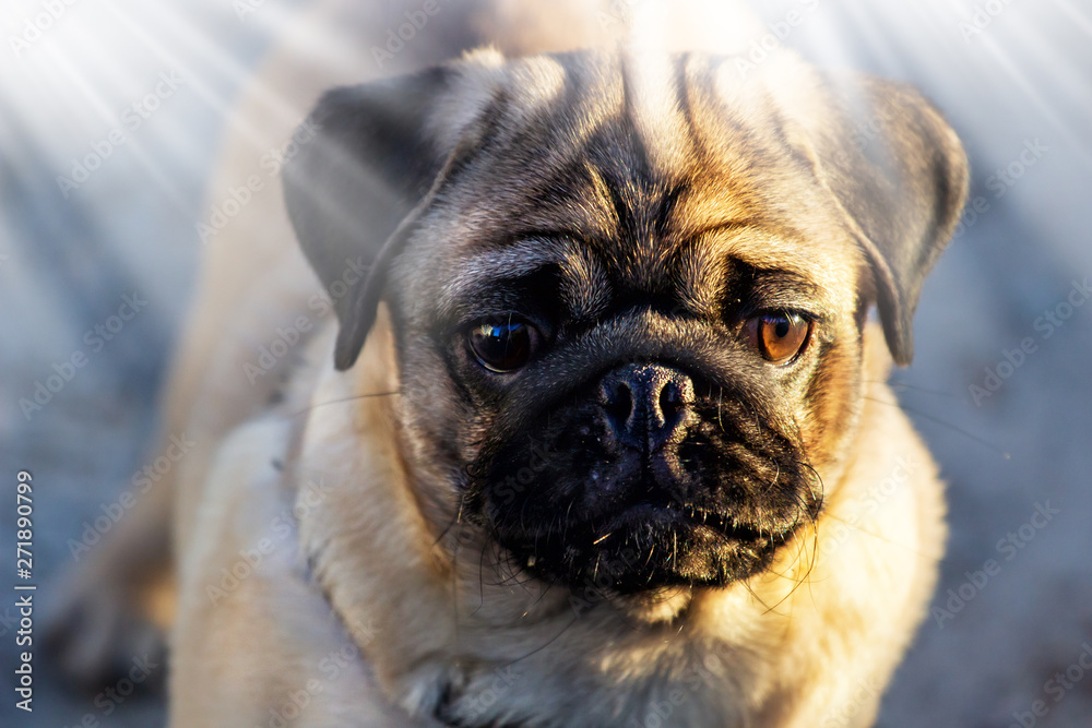 Pugs In The Park