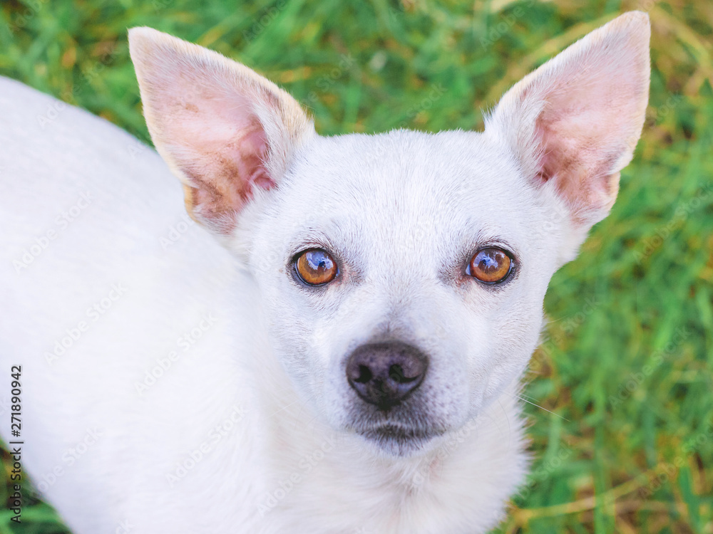 A small white dog of the chihuahua breed is looking in the eye with a trusting look_ A small white dog of the chihuahua breed is looking in the eye with a trusting look_