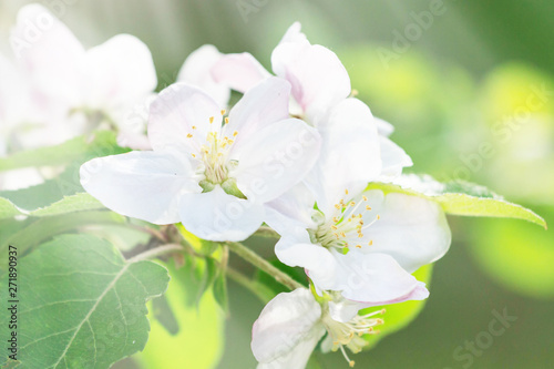 blooming apple tree. Pink delicate flowers and buds