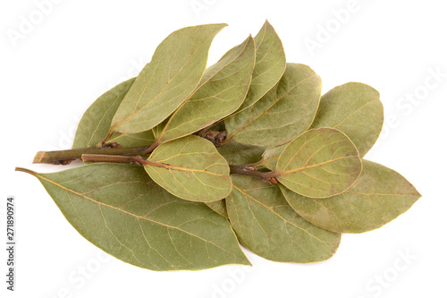 Bay leaf