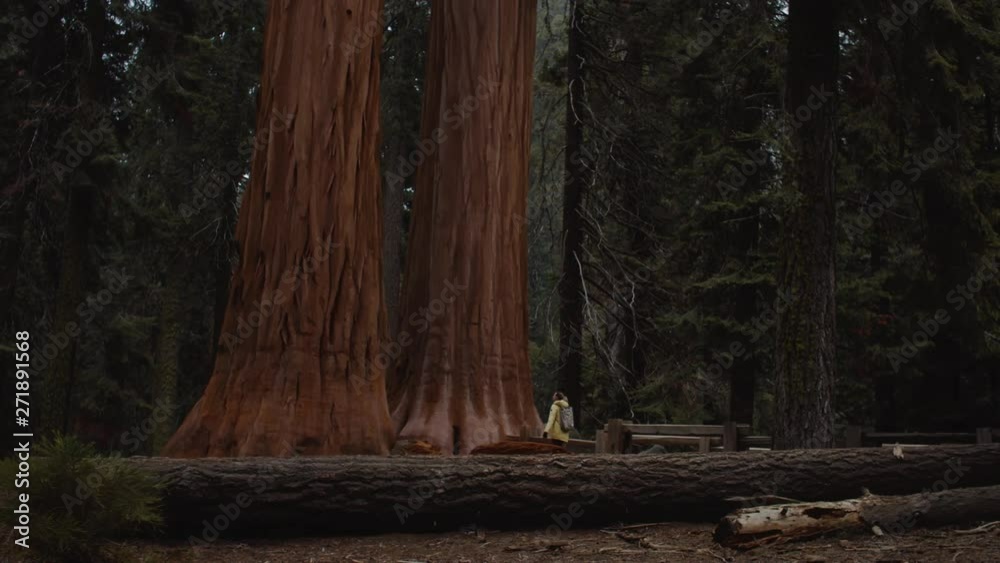 Caucasian female enjoying giant sequoias in the Sequoia National Park, USA. 4K UHD