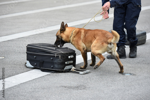 Fotografia chien gendarme