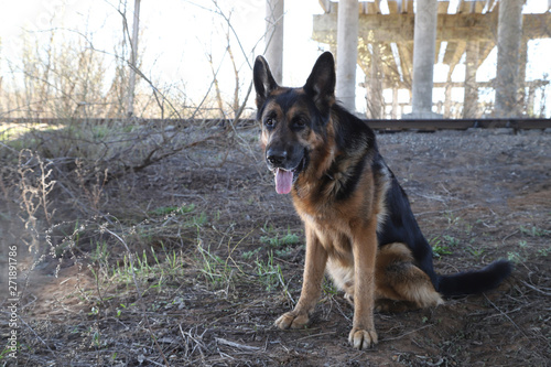 Dog German Shepherd under bridge outdoors