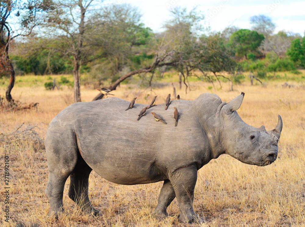 White Rhinoceros (ceratotherium simum) White Rhinoceros (ceratotherium simum)