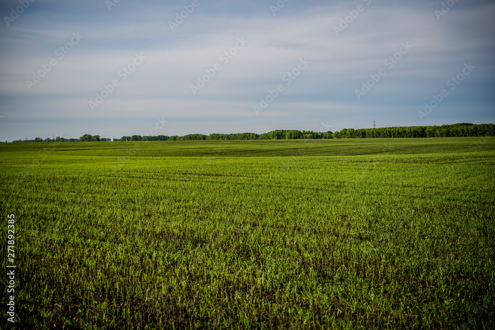 Beautiful Altai fields in spring