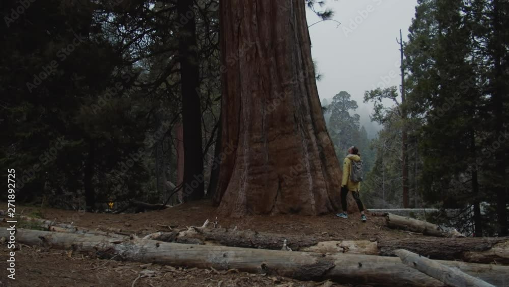 Caucasian female enjoying giant sequoias in the Sequoia National Park, USA. 4K UHD