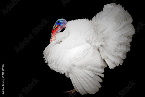white Turkey-cock on black background isolated.