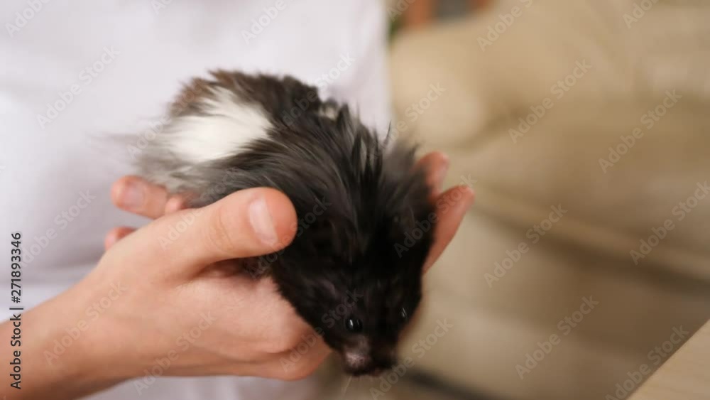 Teenager sisters girls at home play with pet hamster give him a piece of apple fruit