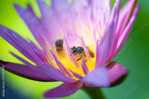 Close up Bees trying to keep nectar pollen from the water lily