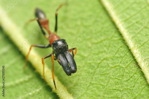 Mimic ant spider on green leaf