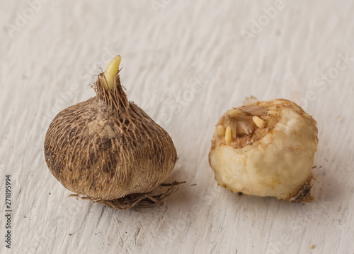 Two Triteleia bulbs. photo