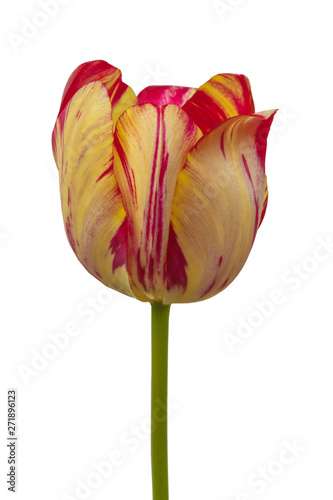 Tulip   Rembrandt Group 