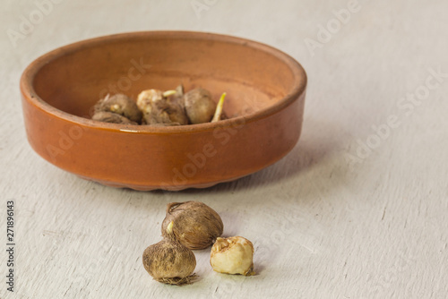 Bulbs of Triteleia or Brodiaea in a ceramic bowl photo