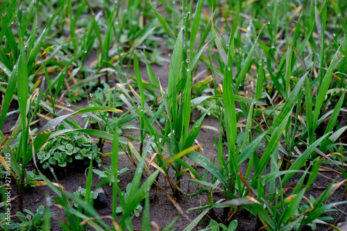 Image of young wheat sprouts.