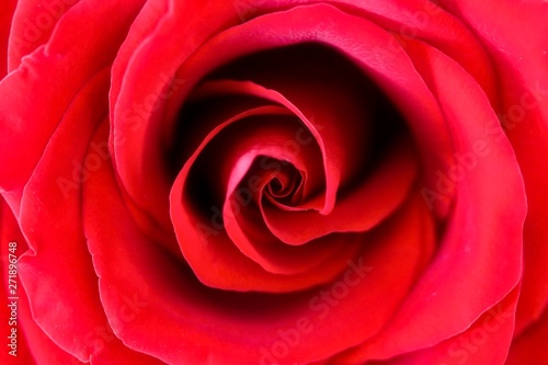 Close Up Photo Of Beautiful Red Rose