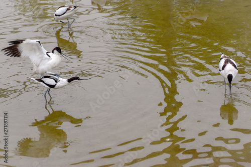 Säbelschnäbler Wasservogel mit dünnem Schnabel photo