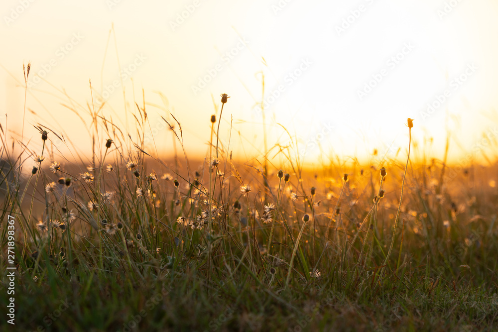 Golden sunrise with wild grass and flowers at foreground. Space for text