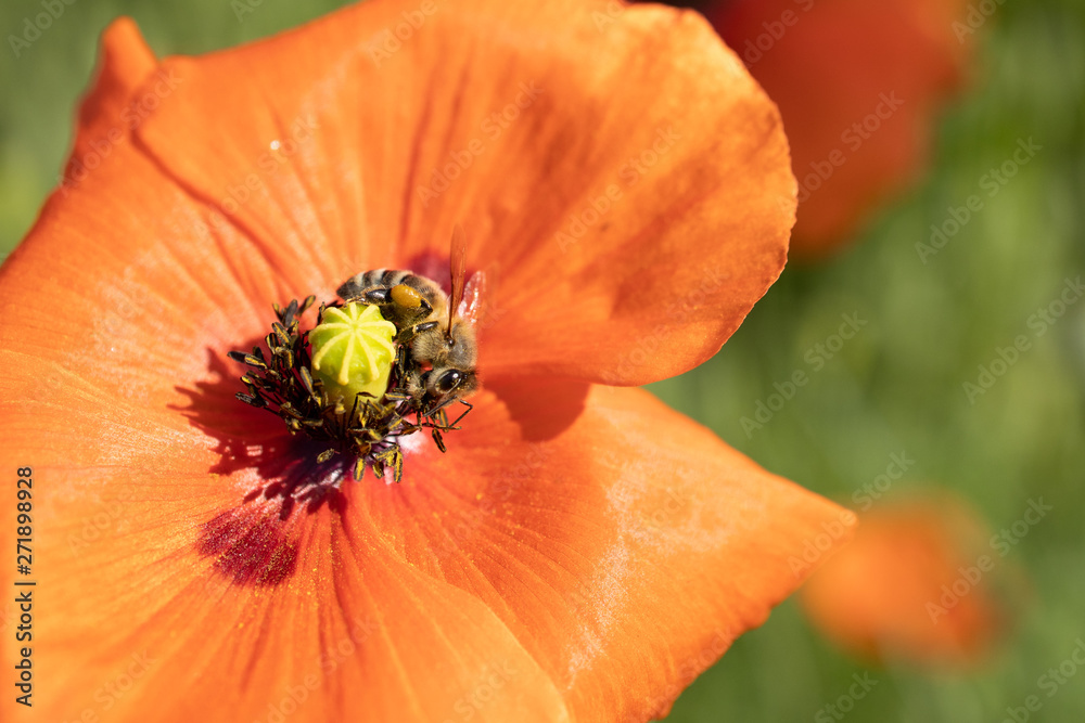 poppy flower field outdoor green red bee insect poppy flower field outdoor green red bee insect