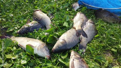 caught fishing fish carp jump on the green grass photo